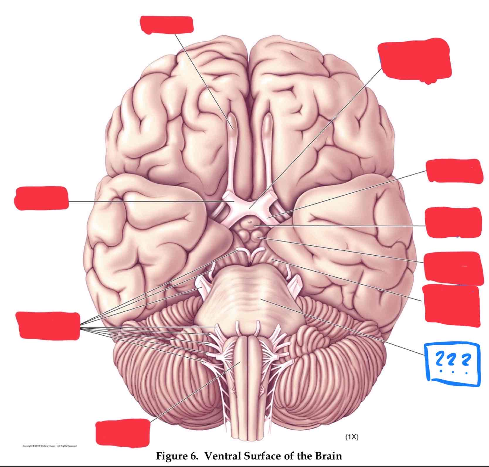 <p>transmits information between cerebellum and rest of brain (in metencephalon)</p>