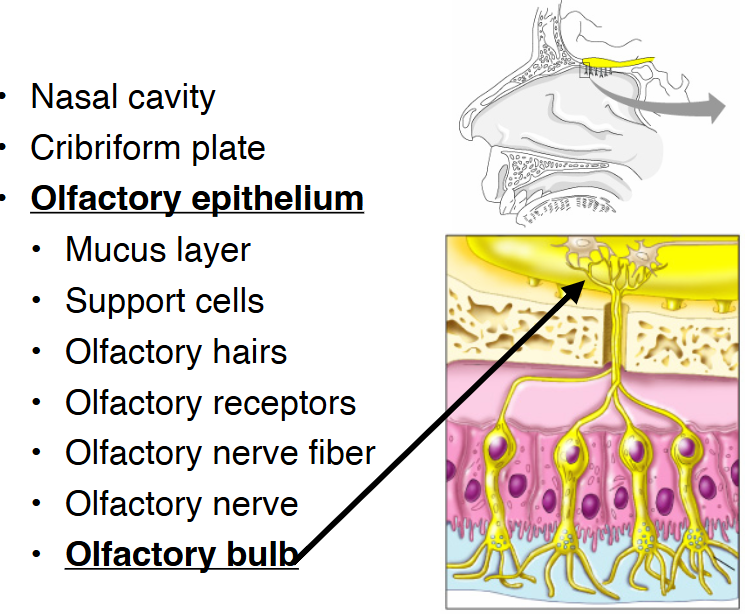 <p><span>Nose structures</span></p>