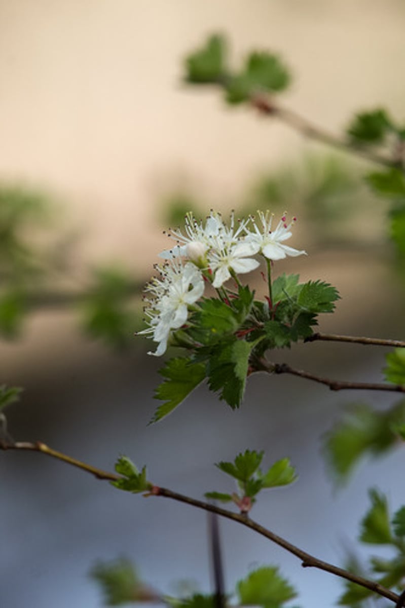 <p>what is the name of the plant pictured here?</p>