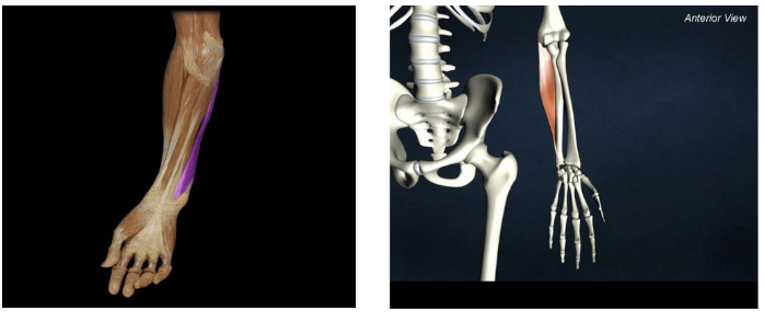 <p>Action: Wrist flexion and ulnar deviation </p>