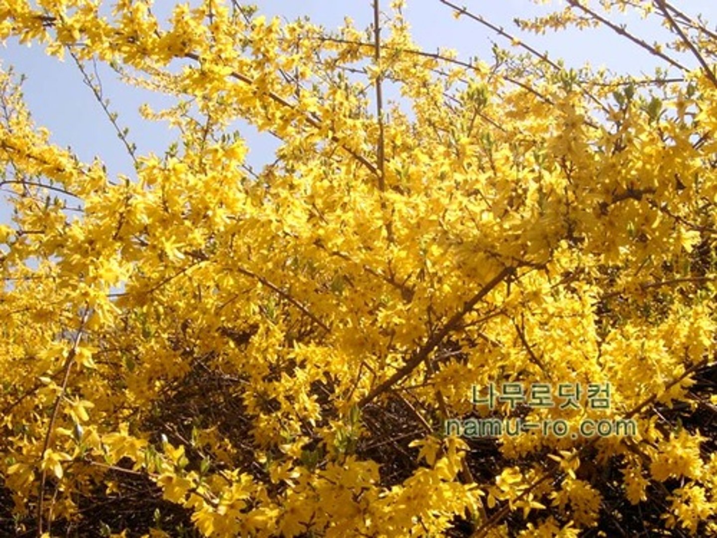 <p>forsythia</p>