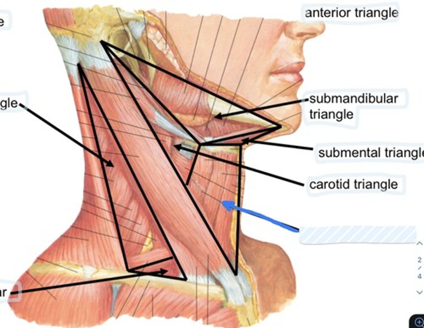 knowt flashcard image