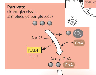 second stage of aerobic metabolism aka link reaction; catalyzed by pyruvate dehydrogenase; 3 main tasks: decarboxylation, oxidation of pyruvate to create acetyl group, addition of co-enzyme A