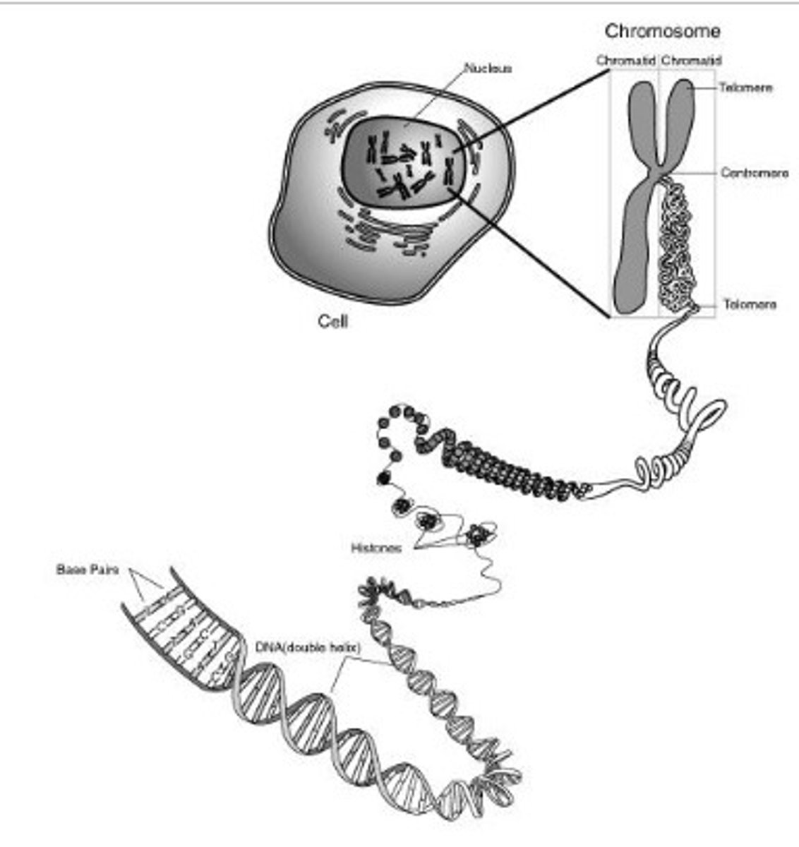 <p>DNA<br>Chromosome<br>Nucleus<br>Cell</p>