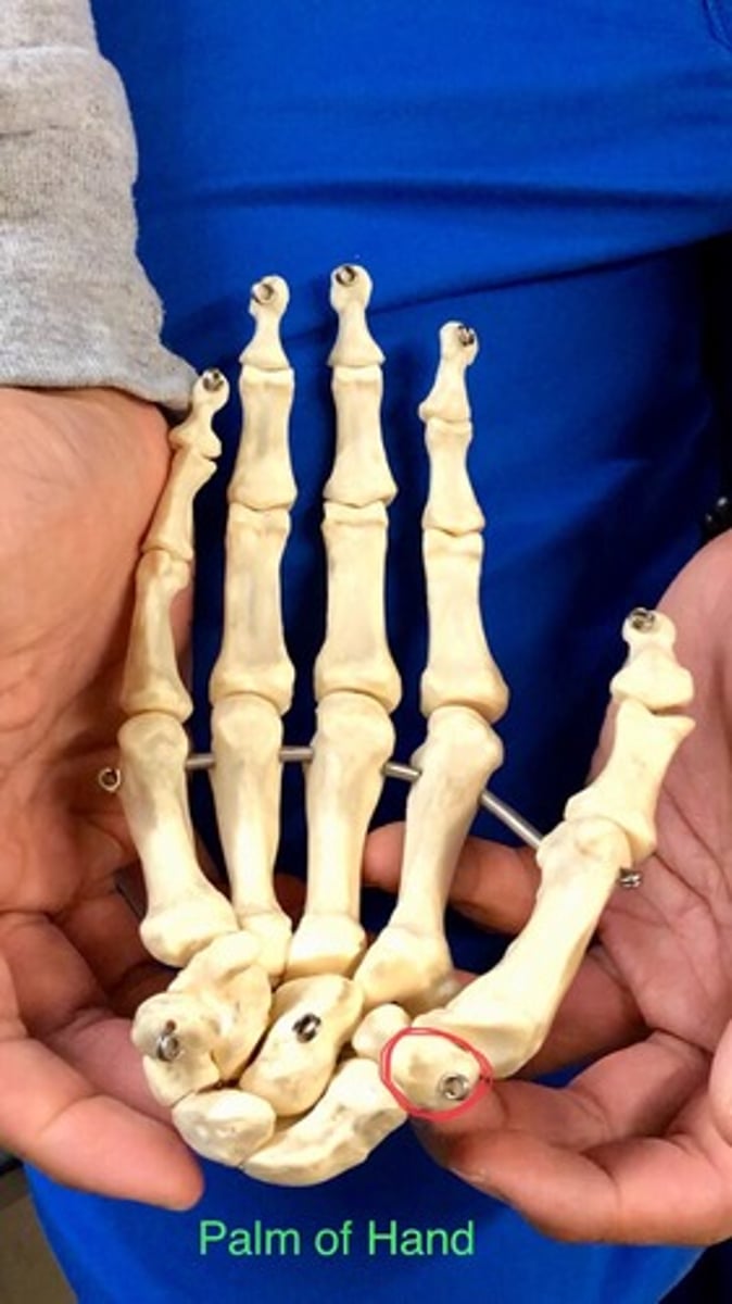 <p>"Thumb"; right below the thumb (pollex)</p>