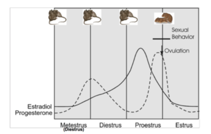 <p>RATS: receptivity coincides with high progesterone release on day 3 of cycle.<br>HUMANS: high E, T in females increase libido, high P tanks it.</p>