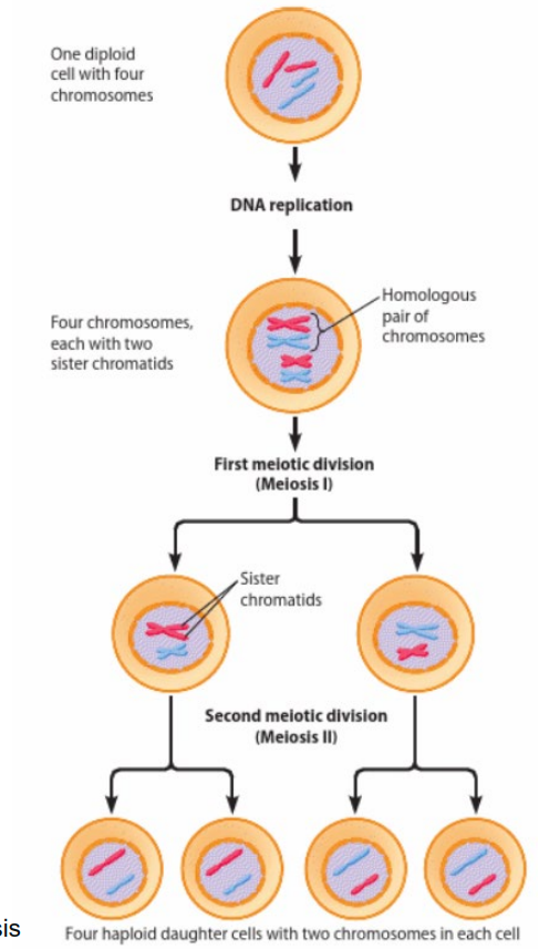<ul><li><p>process which chromosome number is reduced by half </p><ul><li><p>diploid → haploid</p></li></ul></li><li><p>only for gamete cells (specialized haploid cells) </p></li><li><p>involves 2 nuclear divisions </p><ol><li><p>meiosis i - reduction division </p><ul><li><p>diploid → haploid,</p></li></ul></li><li><p>meiosis ii - equational division </p><ul><li><p>separation of chromatids ( like in mitosis) </p></li></ul></li></ol></li></ul><p></p>