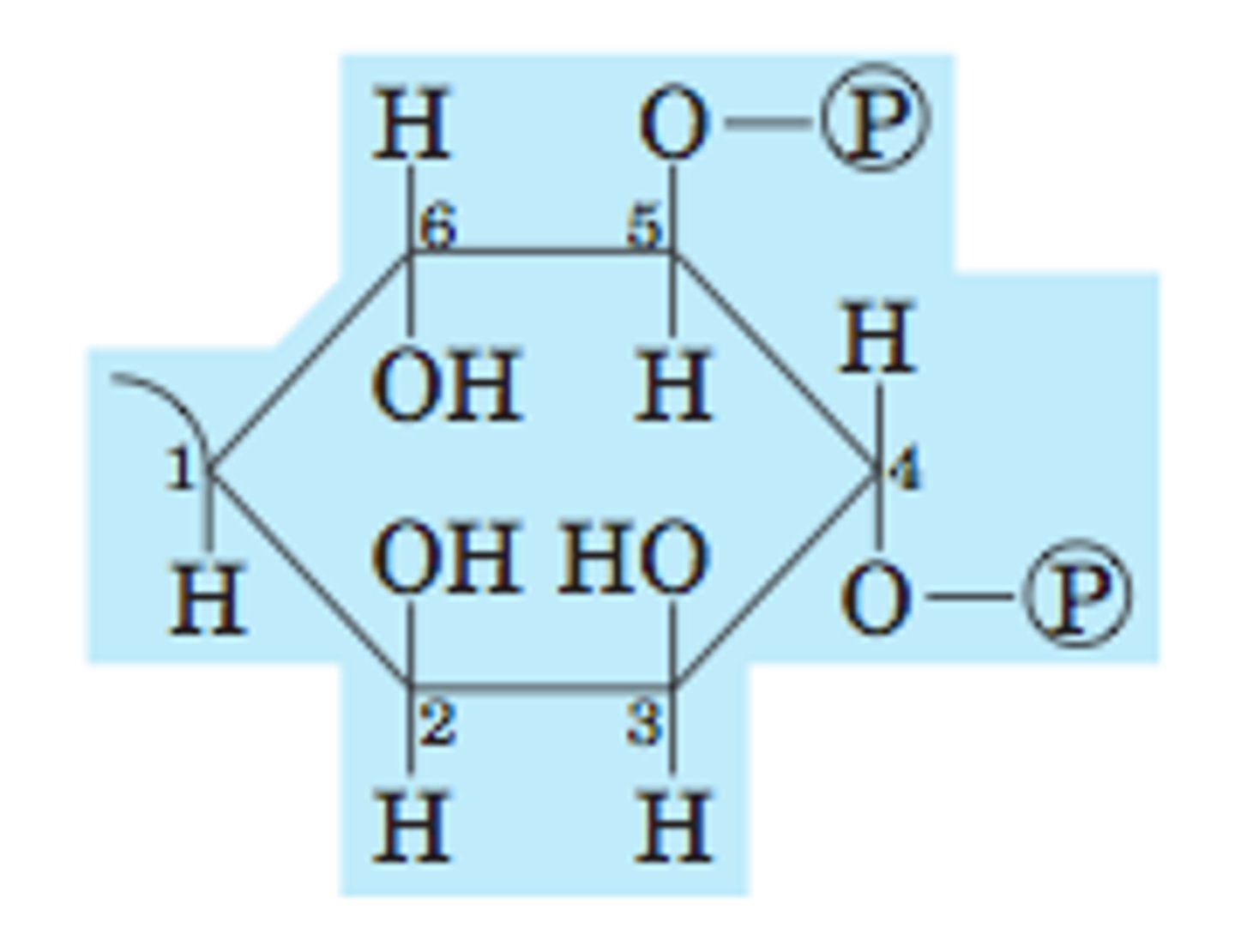 <p>2 fatty acid chains + phosphate, 6 carbon ring, -OH on C 2 3 and 6, OP on C 4 and 5</p>
