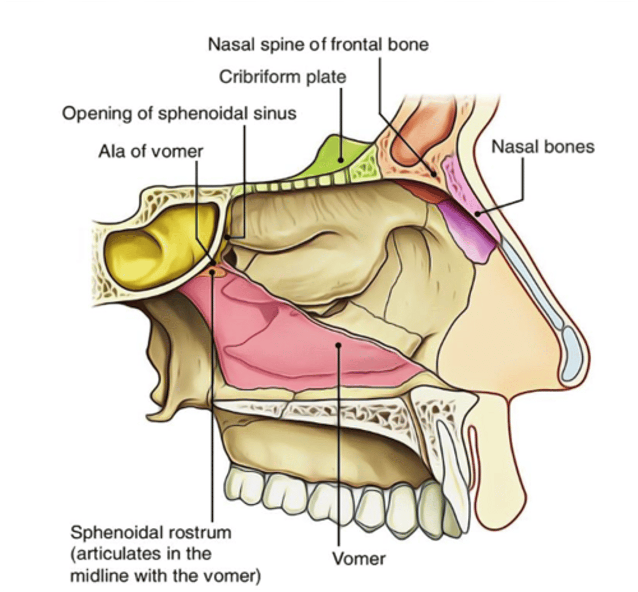 <p>Ethmoid bone (cribriform plate)</p><p>Nasal bone</p><p>Frontal bone</p><p>Sphenoid (body) bone</p>