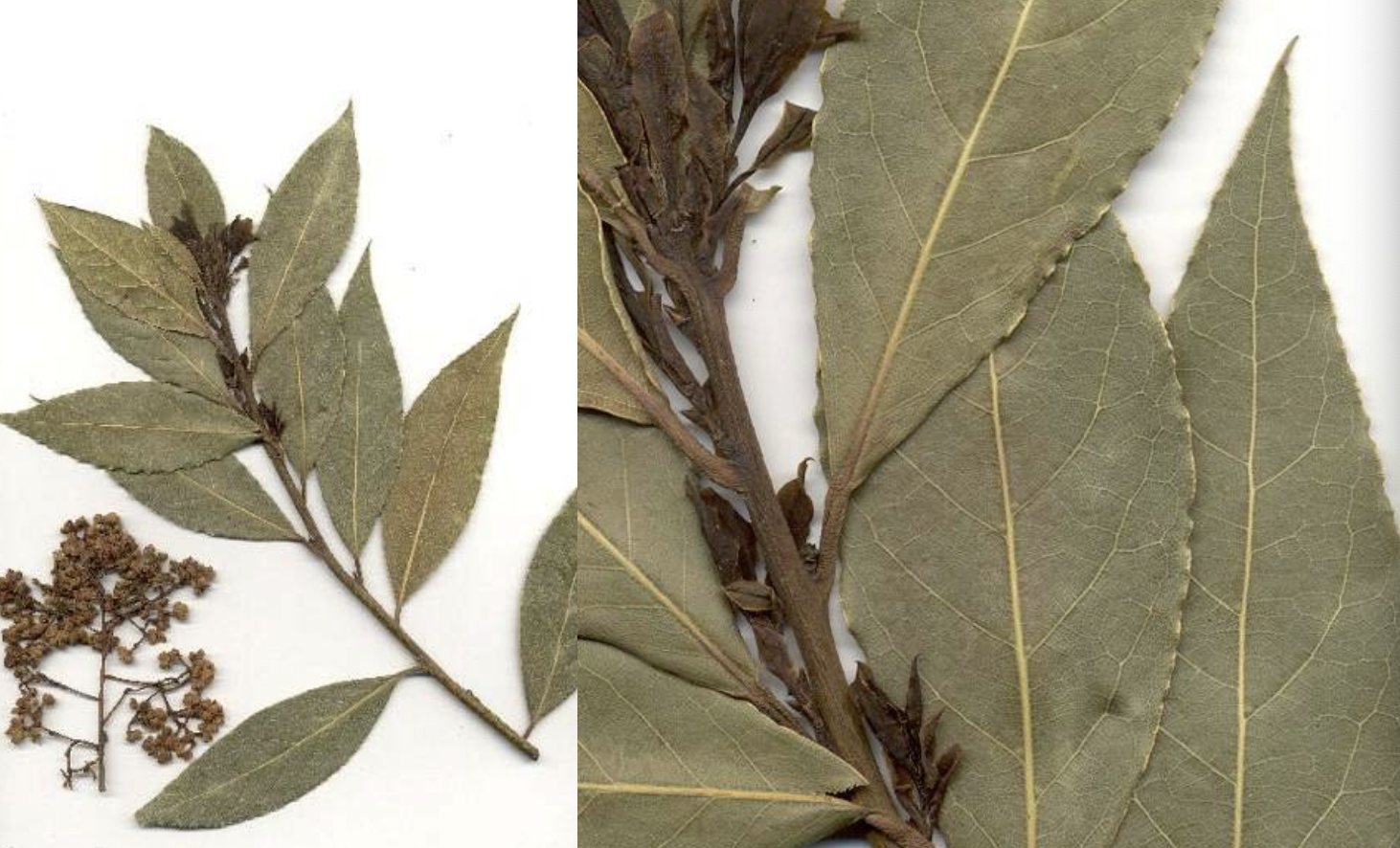 <p>Laurus nobilis</p>