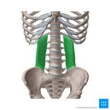 <p>square like</p><p>O: iliac crest</p><p>I: rib TPs</p><p>A: forced inhalation</p>