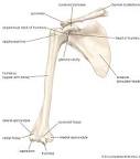 <p>The clavicle (vertical bone) and scapula (Big circular part)</p>