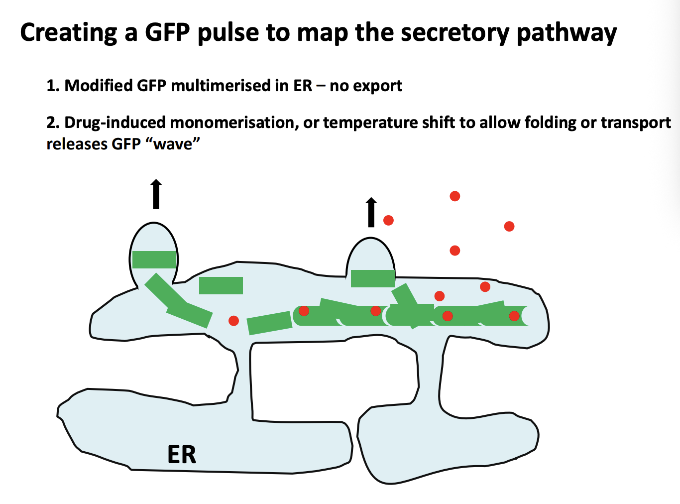 <ol><li><p>Modified GFP <strong>multimerised</strong> with multimerisation factor in ER→ stops it from leaving the ER→no export</p></li><li><p>Next, borken up by Drug-induced <strong>monomerisation</strong> or temp shift to allow folding or transport releases GFP ‘wave’</p></li><li><p>allows the proteins to move further in the cell→ can then be visualised as a wave</p></li></ol><p></p>