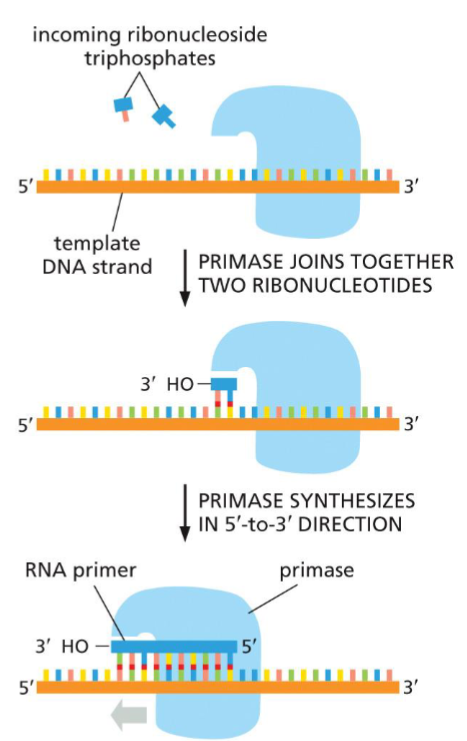 <ul><li><p>synthesize RNA primers needed for DNA polymerase to bind</p></li><li><p>proceeds(reads) in 3’→5’ along template strand</p></li></ul>
