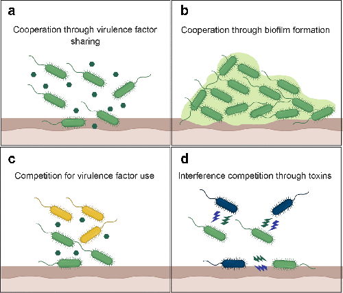 Cooperation between different species
● Occurs in surface-coating colonies called _______
○ Cells in biofilms secrete ________ molecules that recruit nearby cells
○ Cells also produce polysaccharides and proteins (which form the cell _______ or slime layer) that stick the cells to the substrate and one another
○ _______ allow nutrients to reach the interior and wastes to be expelled
○ Can cause problems by contaminating industrial products and medical equipment; also contribute to tooth decay and more serious health problems