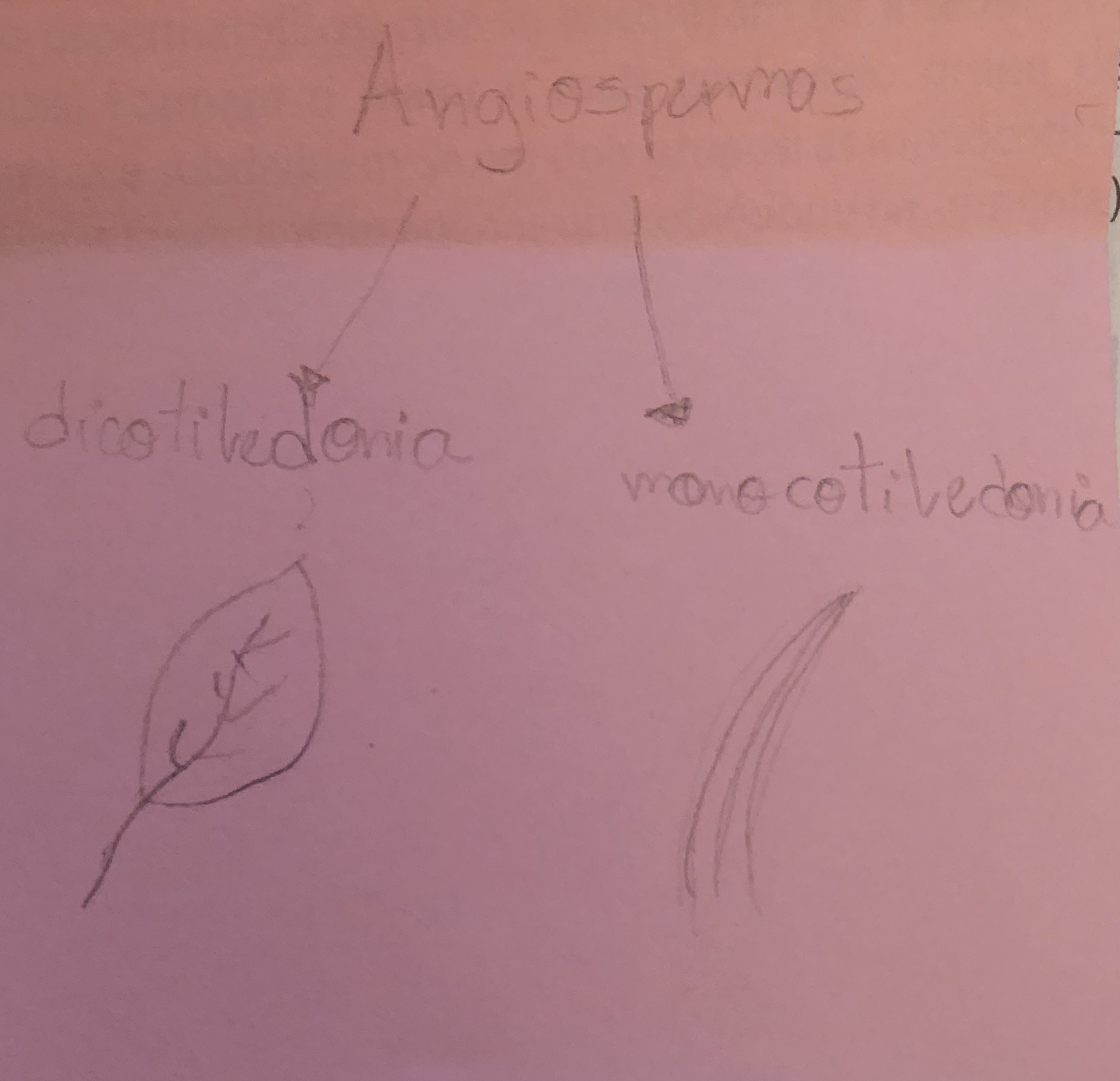 ^^Avasculares^^ (sem vaso condutor) → briófitas, normalmente mais baixas. Musgos

\
^^Vasculares/traqueófitas^^ (com vaso condutor) 

→ sem semente = pteridófitas. Samambaia

→ com semente → sem fruto → gimnosperma. Pinheiro

→ com semente → com fruto + flor → angiospermas, mais conhecidas

\
ANGIOSPERMAS:

cotilédones = folhas embrionárias modificadas