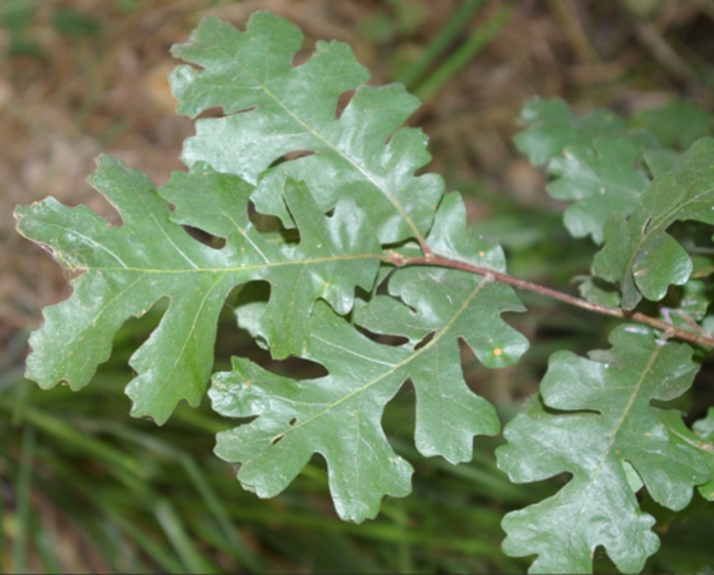 <p>1’. Angiosperms</p><p>----------------</p><p>10’. Leaves simple</p><p>----------------</p><p>23’. Leaves alternate </p><p>----------------</p><p>29. Leaves lobed, or a mixture of lobed and unlobed</p><p>----------------</p><p>30’. Leaves all lobed</p><p>----------------</p><p>31’. Leaves pinnately lobed</p><p>----------------</p><p>33’. Stipules absent; thorns absent; fruit an acorn</p><p>----------------</p><p>34’. Main veins do not extend as bristles</p><p>----------------</p><p>35’ Leaf base obtuse/truncate, leaves up to 4 inches long, leaf undersurface slightly lighter in color than top surface</p>