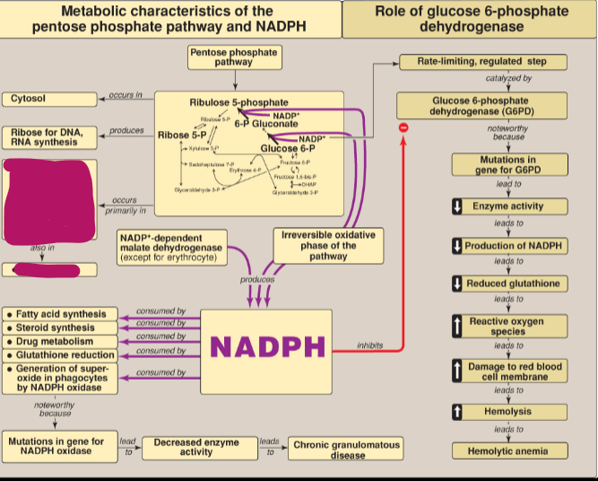<p>In what tissues does the PPP occur?</p>