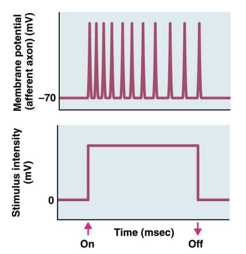<p>encodes entire duration of stimulus</p>