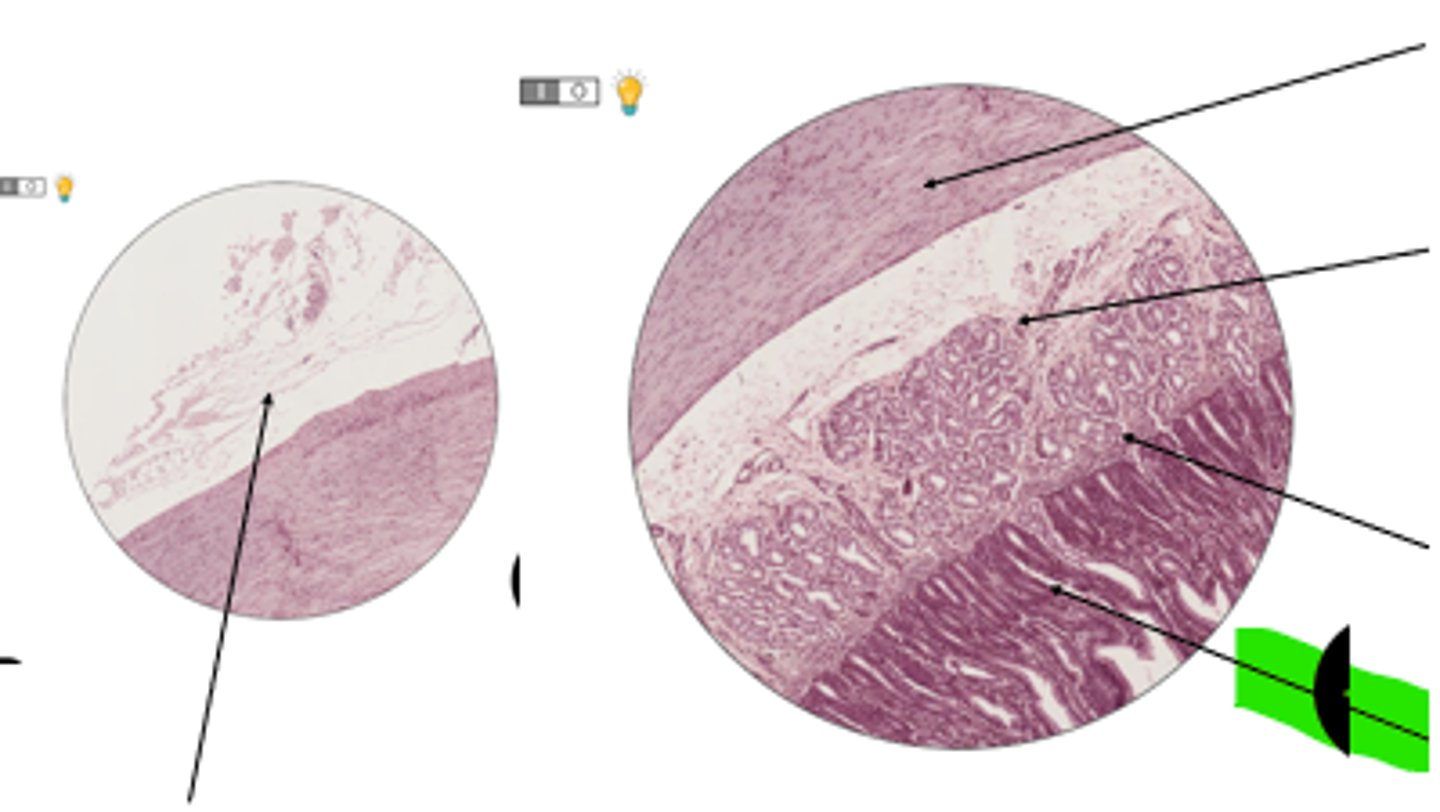 <p>name region and organ</p>
