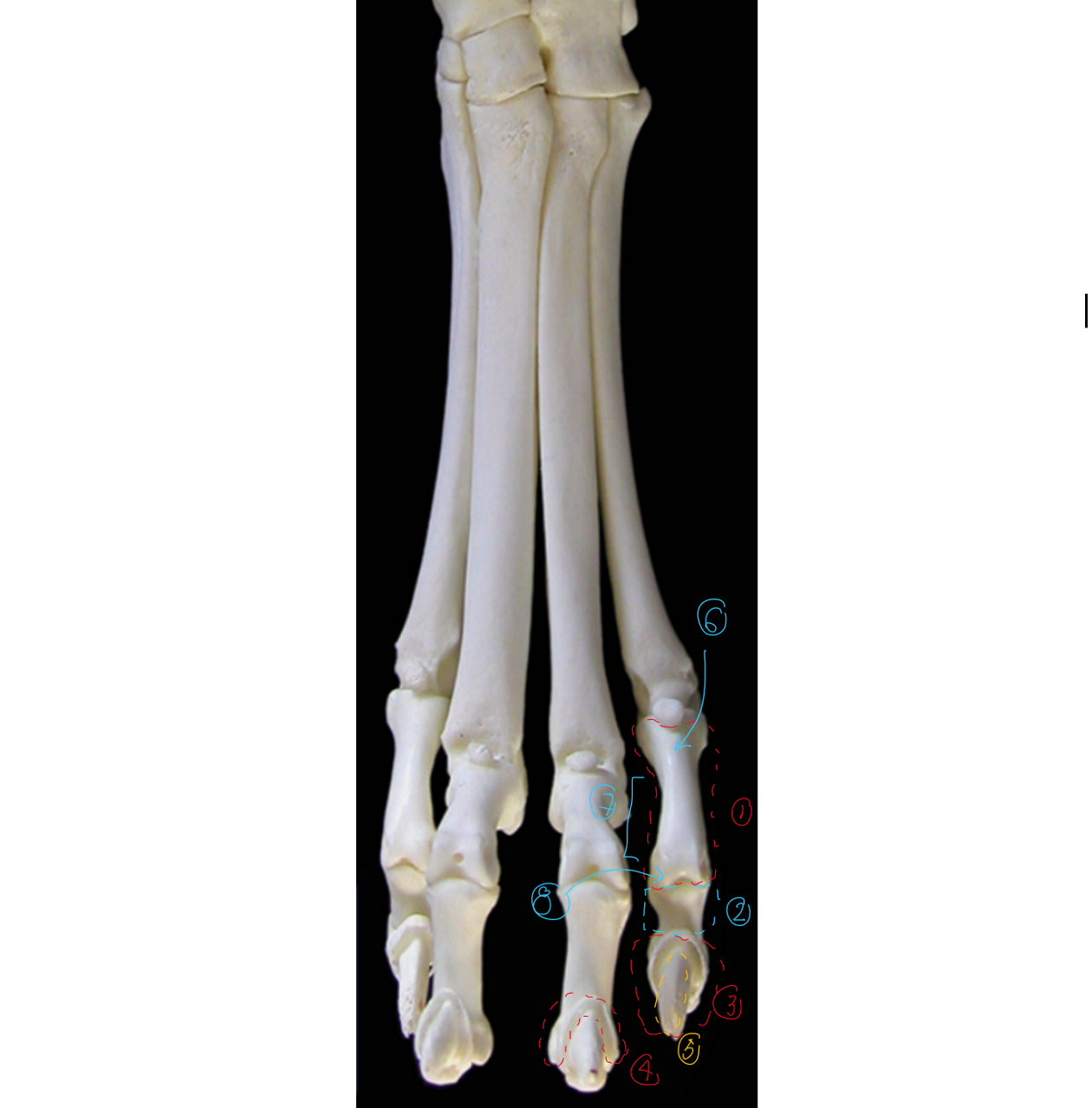 <p>label the cranial view of the phalanges/digits (this is like looking right in front of the dog, medial to left, lateral to right)</p>