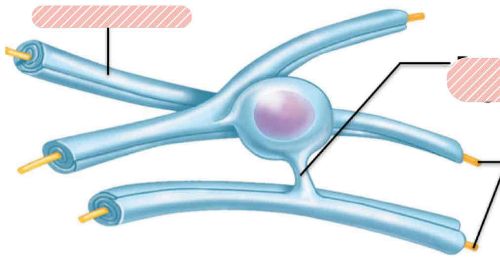 <p><span>What type of neuroglia is this?</span></p>