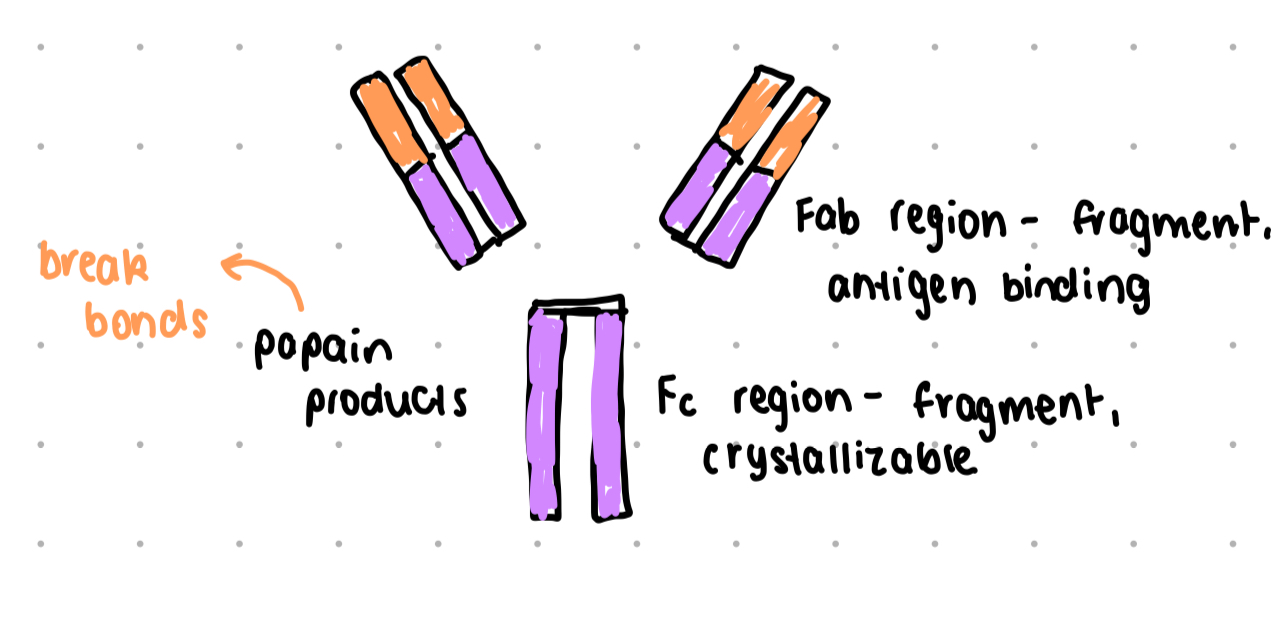 <p>a protease enzyme from papaya</p><p>used to dissect antibodies</p><p>cleaves molecule into two Fab fragments and one Fc region </p>