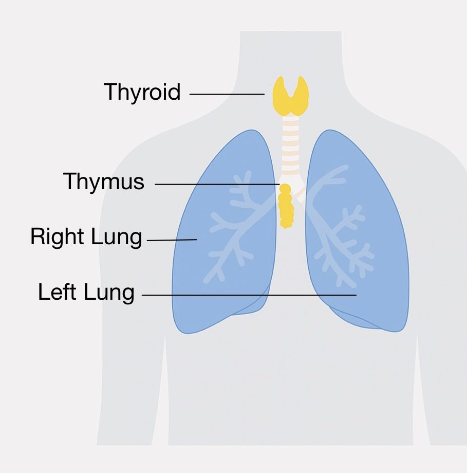 <p><span style="color: rgb(43, 49, 80)">T-lymphocytes are developed by which of the following glands?</span></p>
