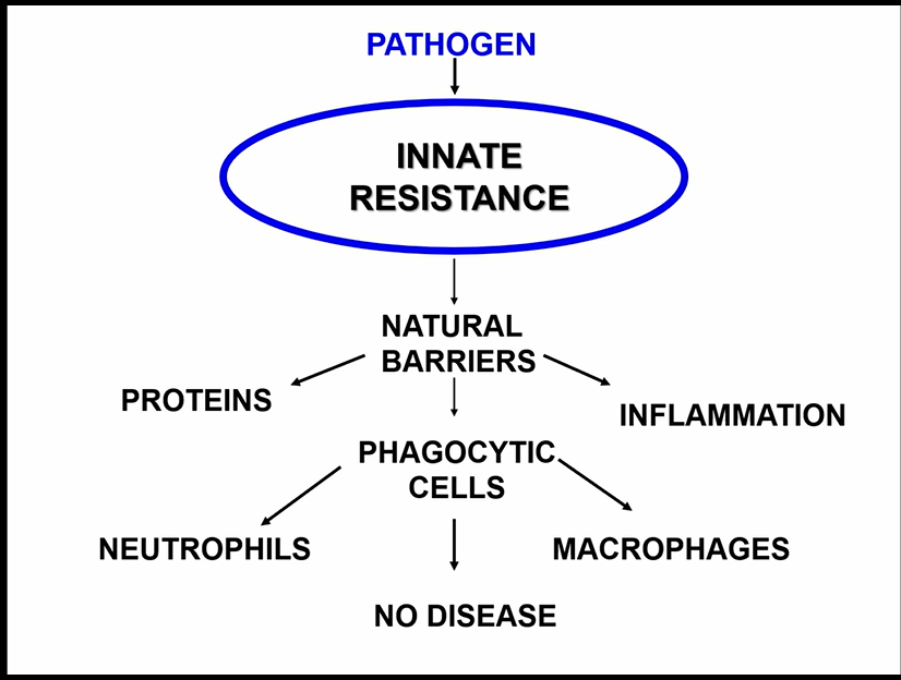 <ul><li><p>antigen-nonspecific defense mechanisms</p></li><li><p>very rapid response to almost any antigen</p></li><li><p>born w it</p></li><li><p>initial response to eliminate microbes and prevent infection</p><ul><li><p>examples: anatomical barriers (skin), mechanical removal (saliva, mucus), antigen-nonspecific defense chemicals </p></li></ul></li></ul><p></p>