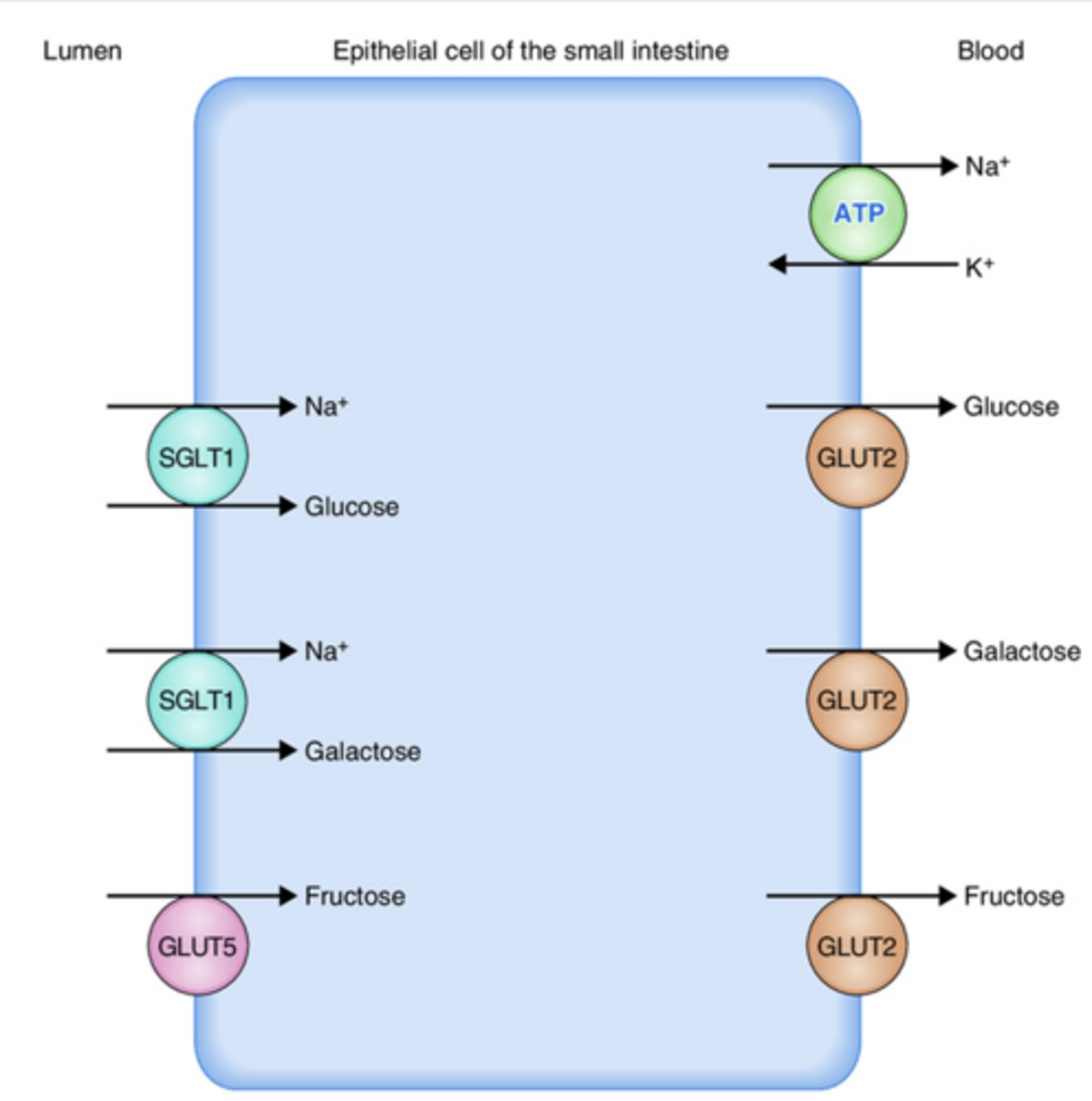 <p>absorption of carbohydrates:</p>