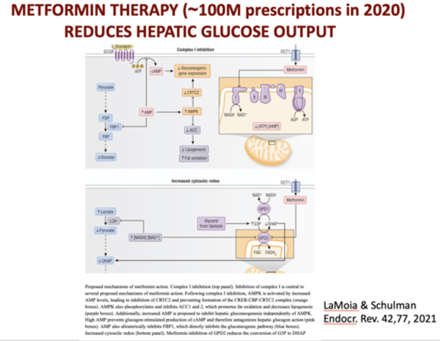 <p>Metformin</p>