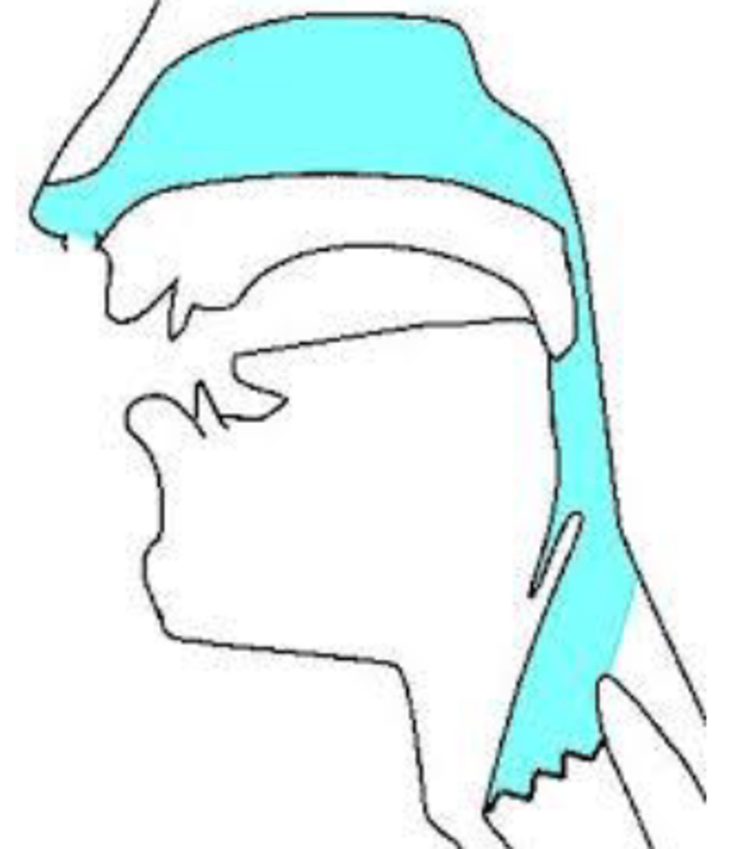 <p>blocked off by closure produced by the uvula and tongue body</p>