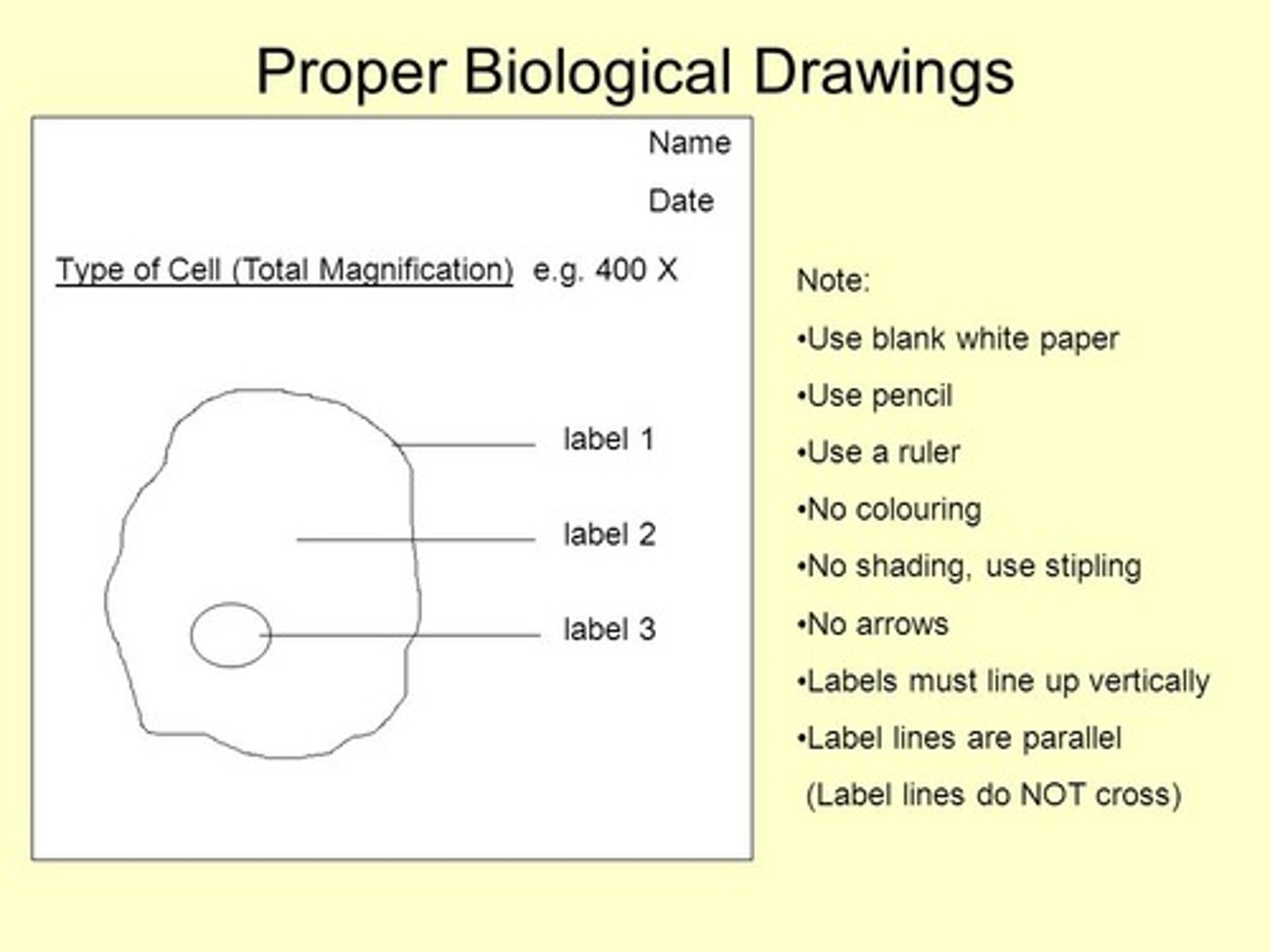 <p>1- title</p><p>2- The magnifications under which the observations shown by the drawings are made and recorded</p><p>3- no shading or no a lack of clear lines</p><p>4- Well-defined structures should be shown</p><p>5- Drawing takes up most of the page and is made with proper proportions</p><p>6- clearly labelled without arrows and connected directly to the labelled part</p>