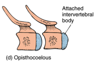 <p>Vertebrae that are concave posteriorly (towards the butt), providing flexibility but also a stable axial column, found in ungulates.</p>