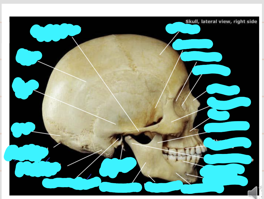 <p>Label this structure</p>