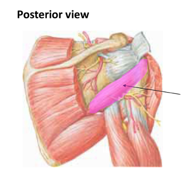 <p>What muscle is indicated?</p>