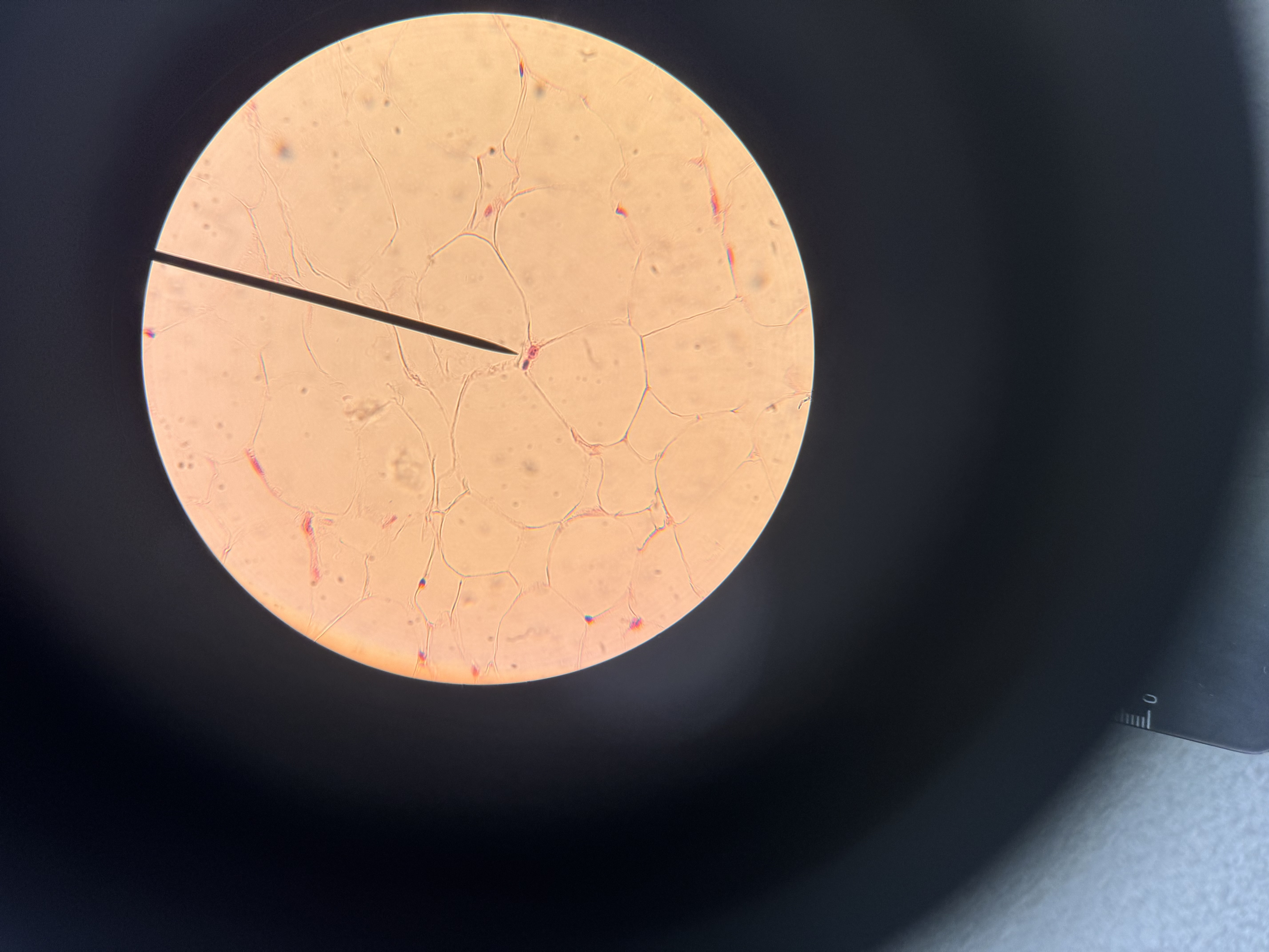 <p>What cell is this</p>
