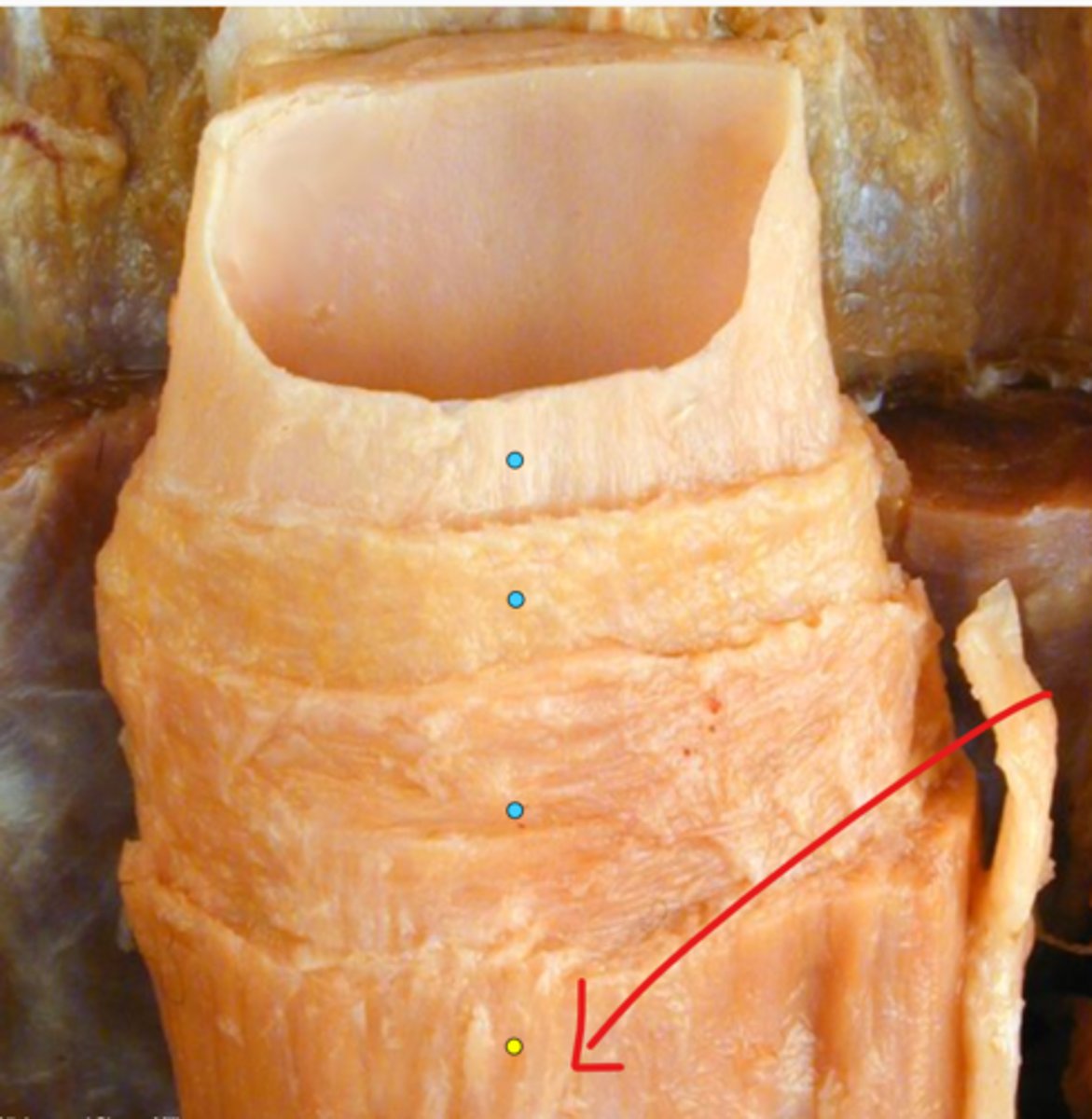 knowt flashcard image