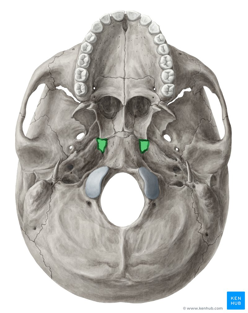 <p>Almost completely closed by cartilage in living human</p>