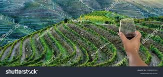 <p>agricultural terrace</p>