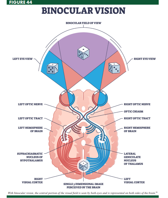 <p>Lateral Geniculate Nucleus (LGN)</p>