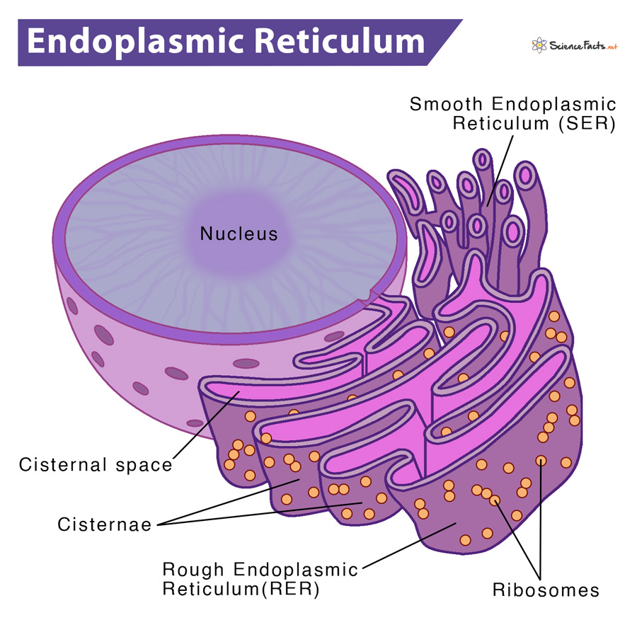 <p>Transports and finishes proteins and other molecules. Smooth is responsible for lipid synthesis, while rough is for protein/ribosome synthesis.&nbsp;</p>