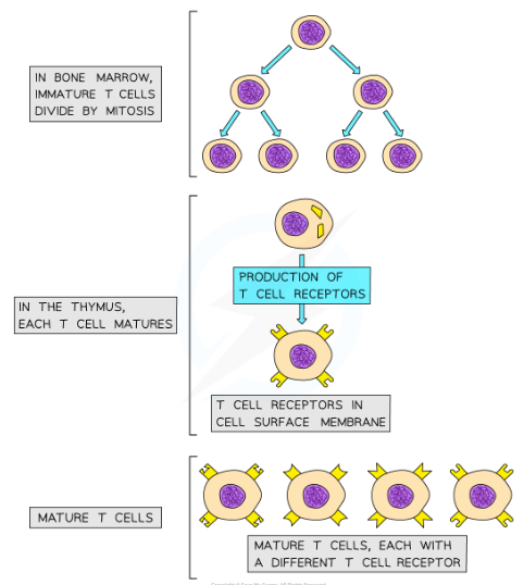 * They are produced in the bone marrow and finish maturing in the thymus, which is where the T in their name comes from