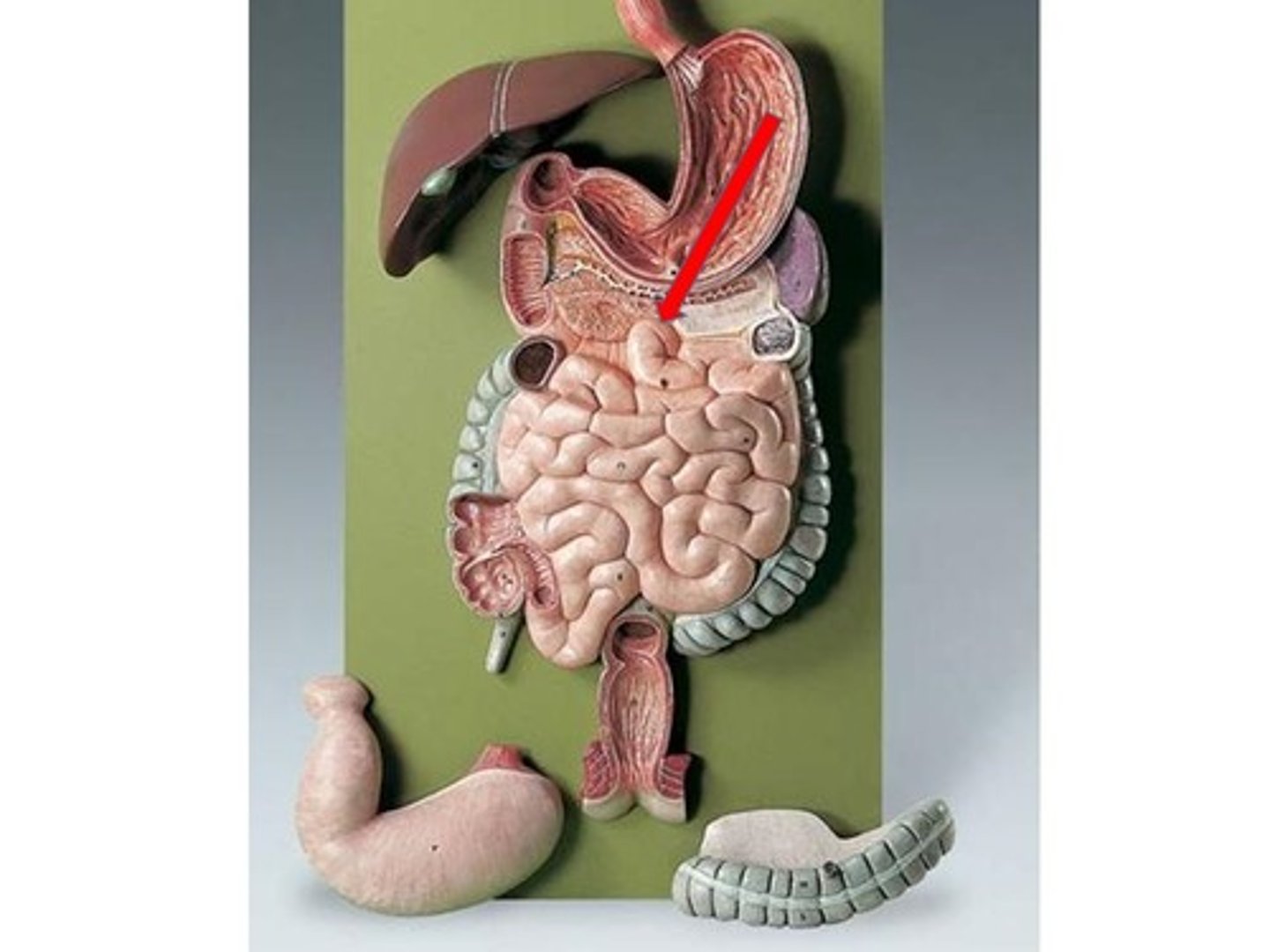 knowt flashcard image