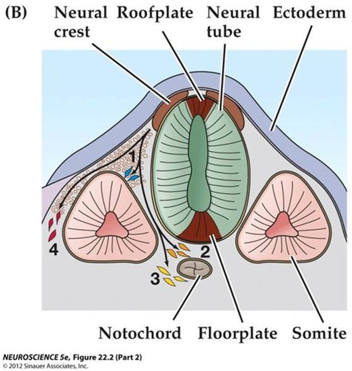 <p>segmental structures in the mesoderm</p>