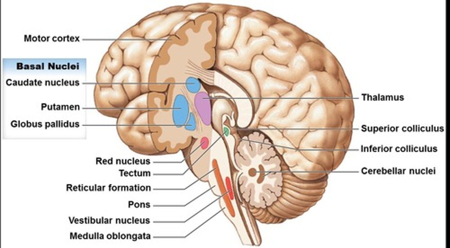 <p>Send information from the inner ear to monitor position of the head.</p>
