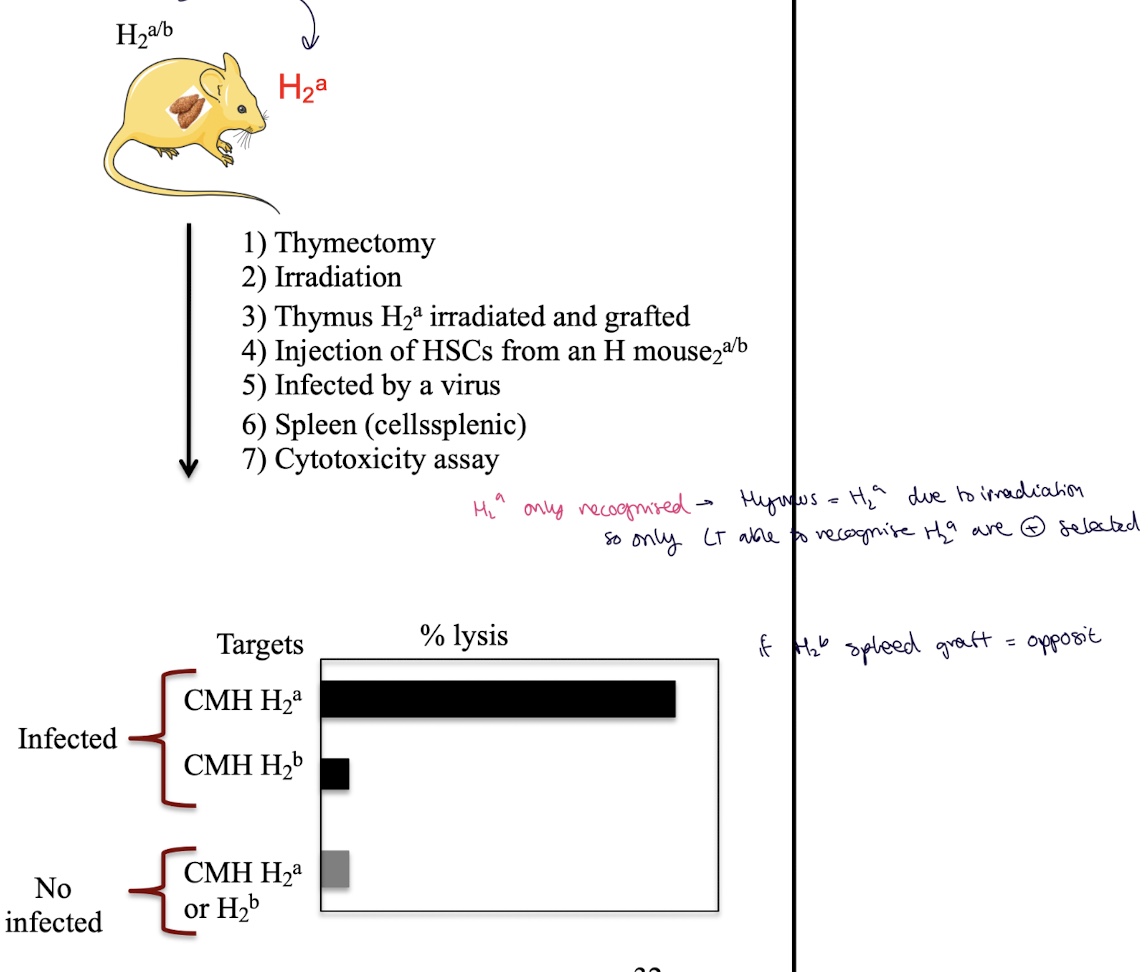 <ul><li><p>irradiation of the mouse is to remove all hematopoietic cells (HSCs)</p></li><li><p><strong>Graft a thymus from an H-2ᵃ mouse : </strong>Thymic epithelial cells express <strong>only H-2ᵃ</strong></p></li><li><p>HSCs from H2<sup>a/b</sup> are injected in the mouse </p></li></ul><p>→ T cells kill infected target cells presenting an Ag on H2<sup>a</sup></p><p><strong>Only T cells whose TCRs can bind H-2ᵃ survive = positive selection </strong>(T cells capable of recognising H-2ᵇ <strong>die by neglect)</strong></p><p></p>