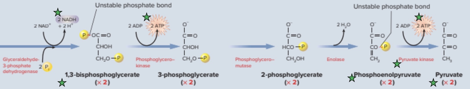 <p>Which phase(s) of glycolysis is this?</p>