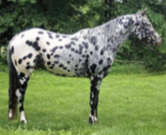 <p>spotted coat</p>