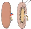 <p>What species has this kidney</p>